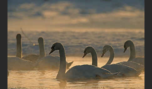 Höckerschwan (Cygnus olor)