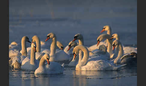 Höckerschwan (Cygnus olor)