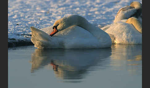 Höckerschwan (Cygnus olor)