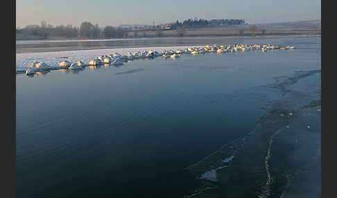 Höckerschwan (Cygnus olor)