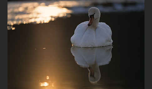 Höckerschwan (Cygnus olor)