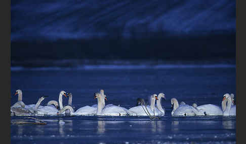 Höckerschwan (Cygnus olor)