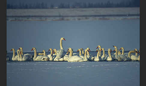 Höckerschwan (Cygnus olor)