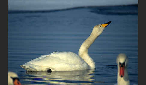 Singschwan (Cygnus cygnus)