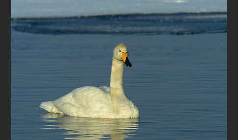 Singschwan (Cygnus cygnus)