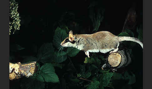 Gartenschläfer (Eliomys quercinus)