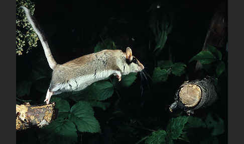 Gartenschläfer (Eliomys quercinus)