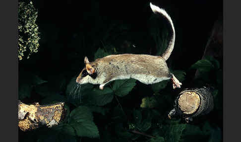 Gartenschläfer (Eliomys quercinus)