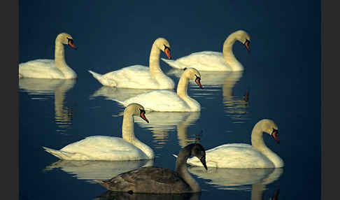 Höckerschwan (Cygnus olor)