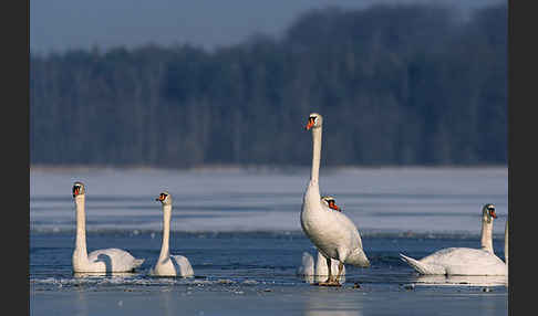 Höckerschwan (Cygnus olor)