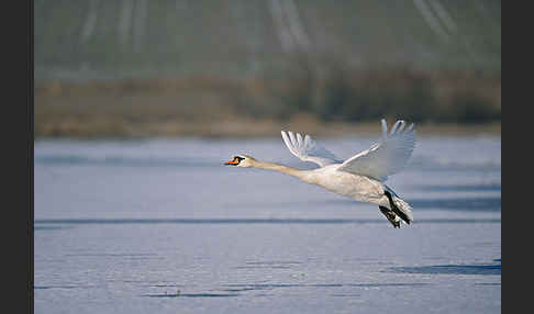 Höckerschwan (Cygnus olor)