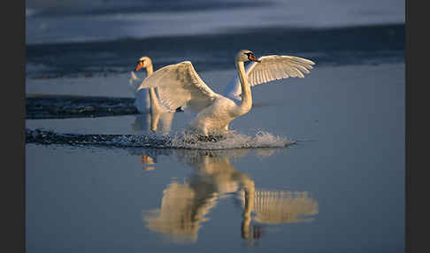 Höckerschwan (Cygnus olor)