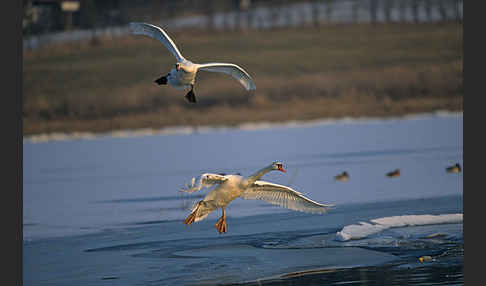 Höckerschwan (Cygnus olor)