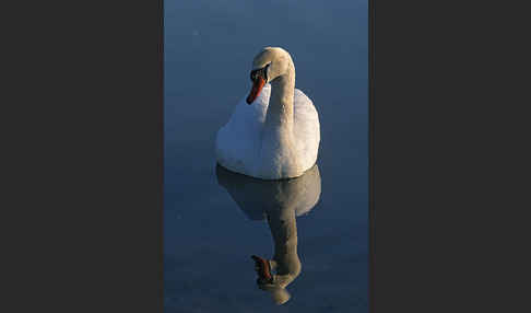 Höckerschwan (Cygnus olor)