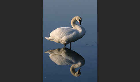 Höckerschwan (Cygnus olor)