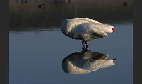 Höckerschwan (Cygnus olor)