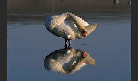 Höckerschwan (Cygnus olor)