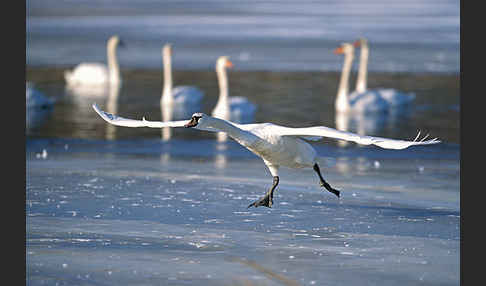 Höckerschwan (Cygnus olor)