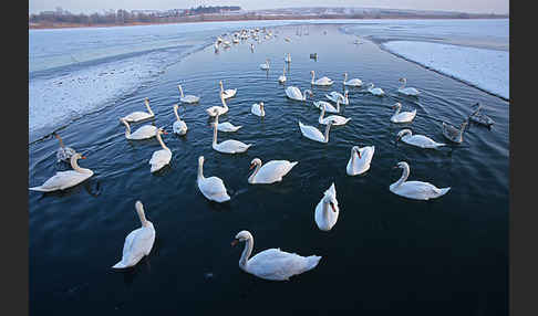 Höckerschwan (Cygnus olor)