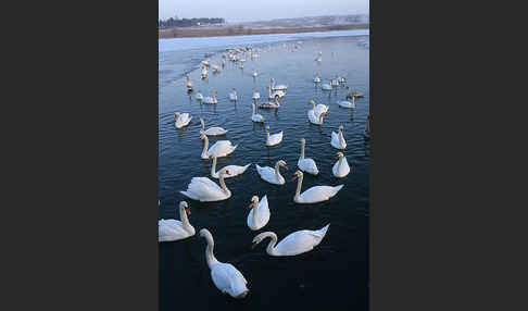 Höckerschwan (Cygnus olor)