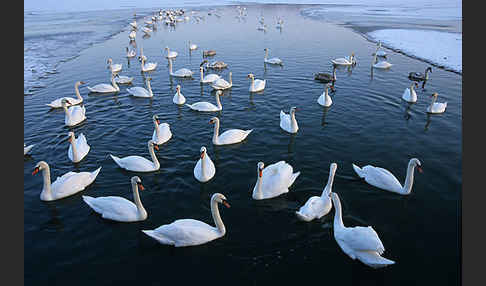 Höckerschwan (Cygnus olor)