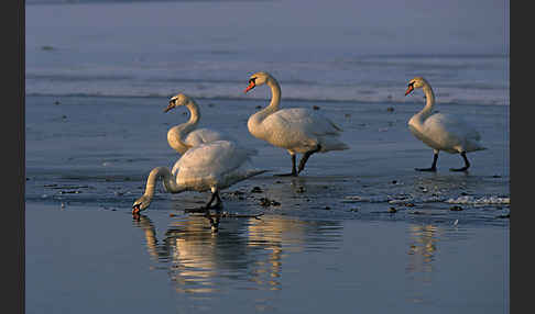 Höckerschwan (Cygnus olor)