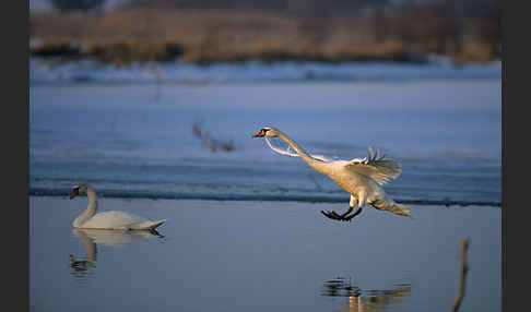 Höckerschwan (Cygnus olor)