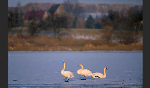 Höckerschwan (Cygnus olor)