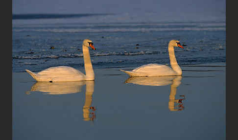 Höckerschwan (Cygnus olor)