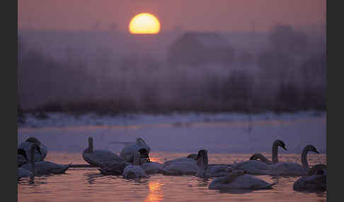 Höckerschwan (Cygnus olor)