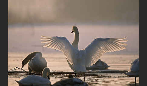 Höckerschwan (Cygnus olor)