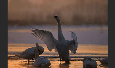 Höckerschwan (Cygnus olor)