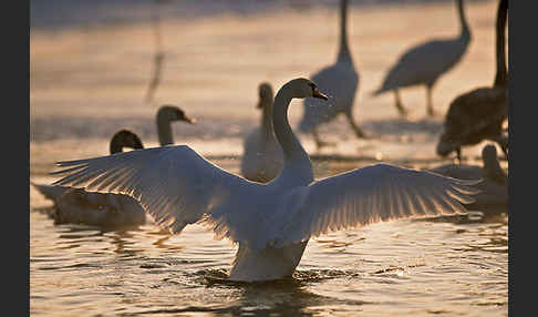 Höckerschwan (Cygnus olor)