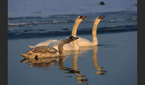 Höckerschwan (Cygnus olor)