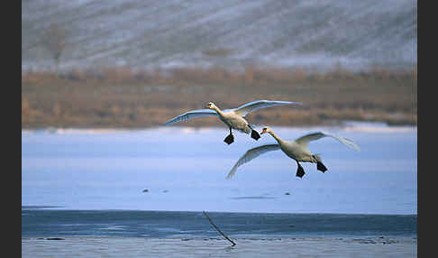 Höckerschwan (Cygnus olor)