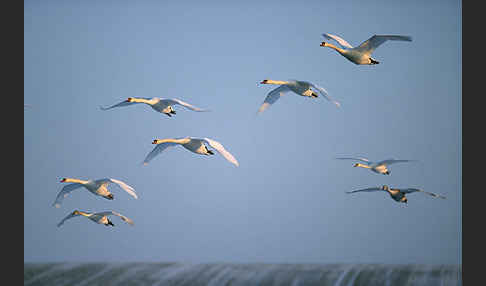 Höckerschwan (Cygnus olor)