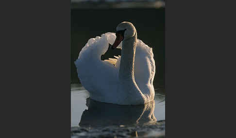 Höckerschwan (Cygnus olor)