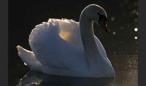 Höckerschwan (Cygnus olor)