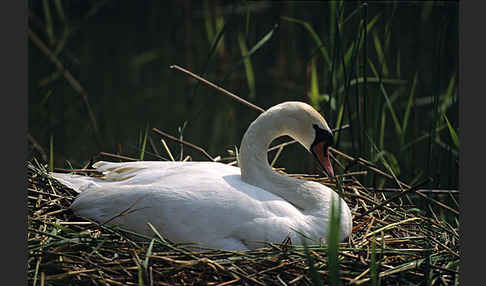 Höckerschwan (Cygnus olor)