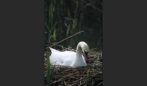 Höckerschwan (Cygnus olor)