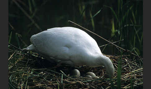 Höckerschwan (Cygnus olor)