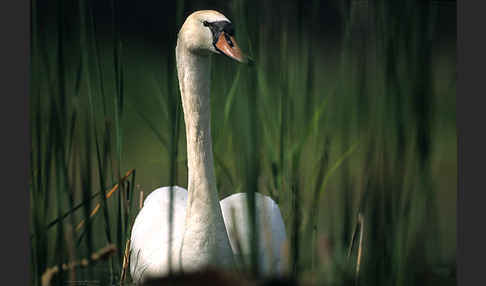 Höckerschwan (Cygnus olor)