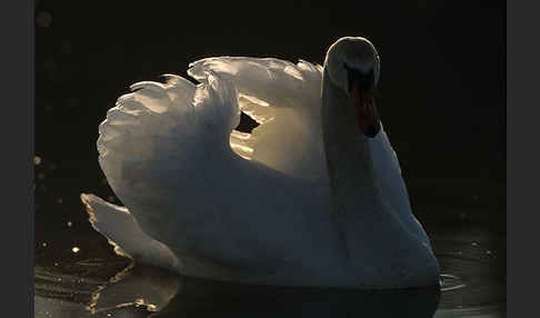 Höckerschwan (Cygnus olor)