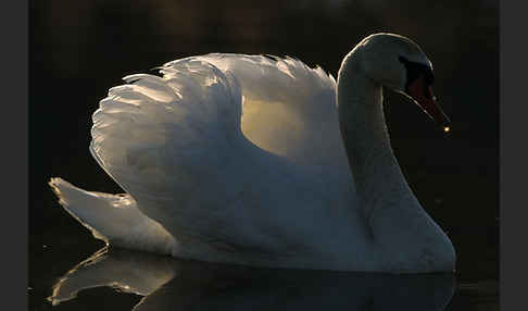 Höckerschwan (Cygnus olor)