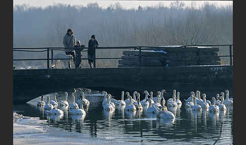 Höckerschwan (Cygnus olor)