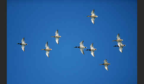 Stockente (Anas platyrhynchos)