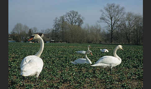 Höckerschwan (Cygnus olor)