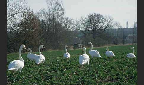 Höckerschwan (Cygnus olor)