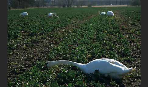 Höckerschwan (Cygnus olor)