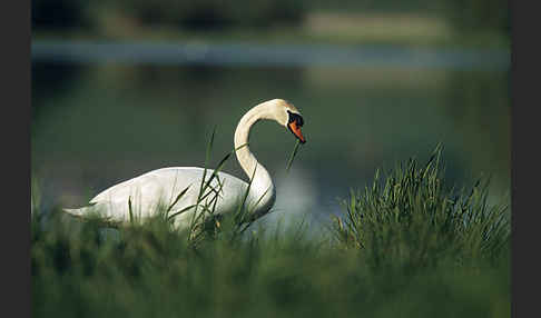 Höckerschwan (Cygnus olor)